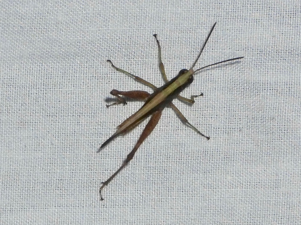 Orphula azteca