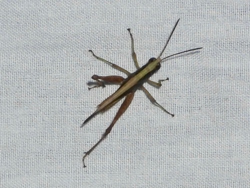 Orphula azteca