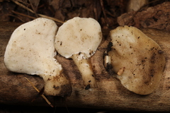 Loweomyces fractipes