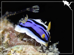 Chromodoris elisabethina