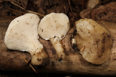 Loweomyces fractipes