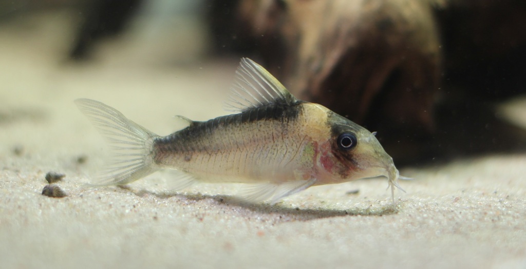 Cory imitateur (Corydoras imitator)