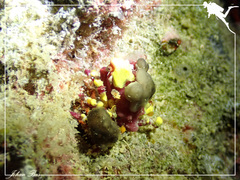 Camposcia retusa
