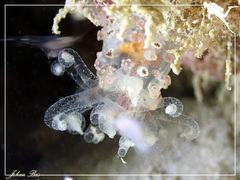 Alicia pretiosa