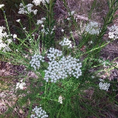 Ozothamnus diosmifolius