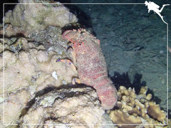 Scyllarides squammosus