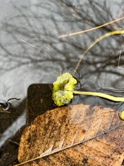 Hydrocotyle ranunculoides