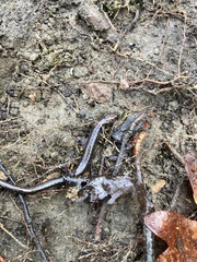 Plethodon richmondi