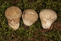 Lycoperdon mauryanum
