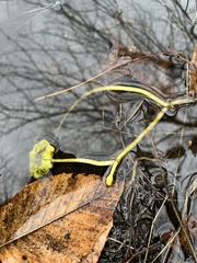 Hydrocotyle ranunculoides