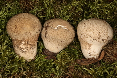 Lycoperdon mauryanum