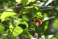 Cupha prosope