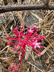 Vasconcellea parviflora