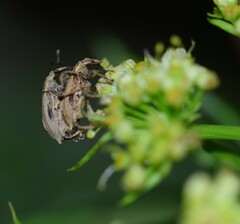Stephanorhynchus purus
