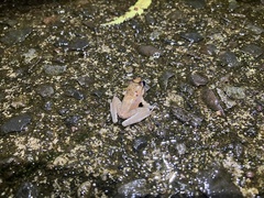 Craugastor crassidigitus