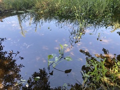 Sagittaria sanfordii
