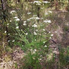 Ozothamnus diosmifolius