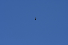 Hirundapus caudacutus