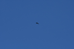 Hirundapus caudacutus