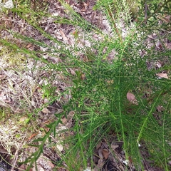 Ozothamnus diosmifolius