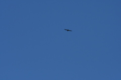 Hirundapus caudacutus