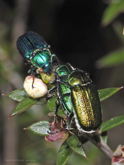 Diphucephala colaspidoides