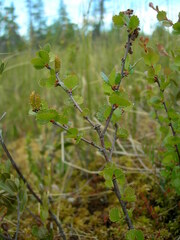 Betula michauxii
