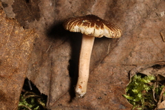 Inocybe fuscodisca