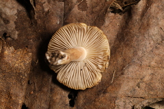 Inocybe fuscodisca