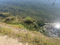 Sagittaria sanfordii