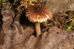 Inocybe fuscodisca