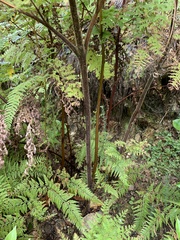 Hypolepis dicksonioides