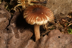 Inocybe fuscodisca