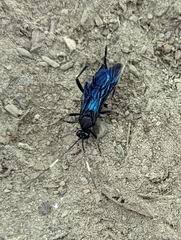 Pompiloidea