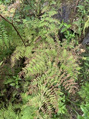 Hypolepis dicksonioides