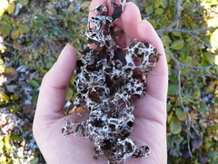 Masonhalea richardsonii