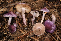 Inocybe lilacina