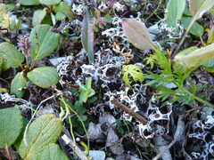 Masonhalea richardsonii