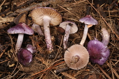 Inocybe lilacina
