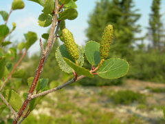 Betula glandulosa