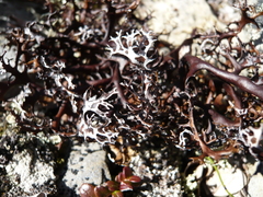 Masonhalea richardsonii