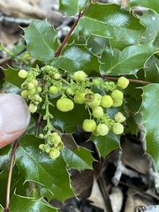 Berberis pinnata