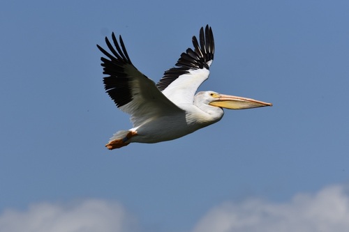American White Pelican photographed in North Dakota