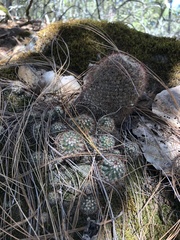 Mammillaria rhodantha fera-rubra