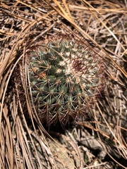 Mammillaria rhodantha fera-rubra