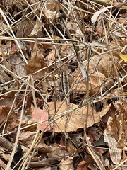 Stenocercus iridescens