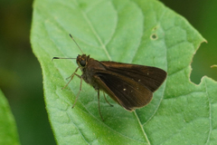 Morys micythus