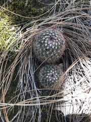 Mammillaria rhodantha fera-rubra