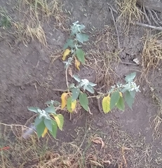Buddleja sessiliflora