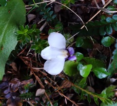 Mazus radicans